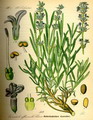 official lavender,true lavender